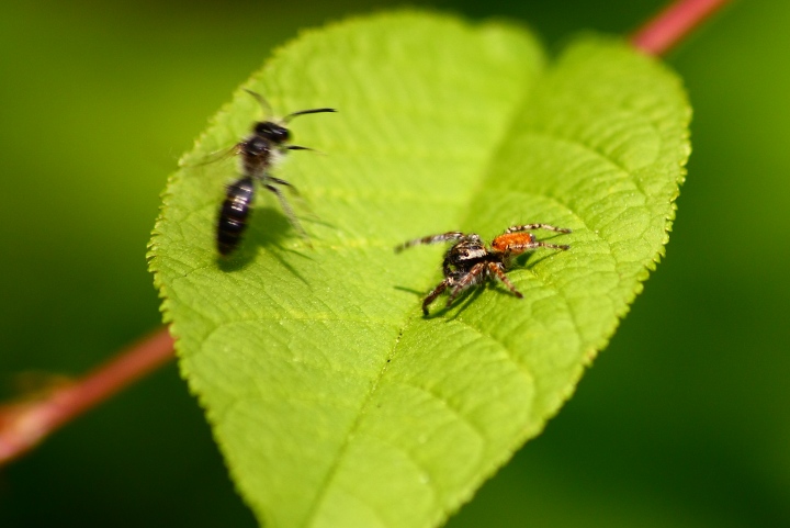 Carrhotus xanthogramma